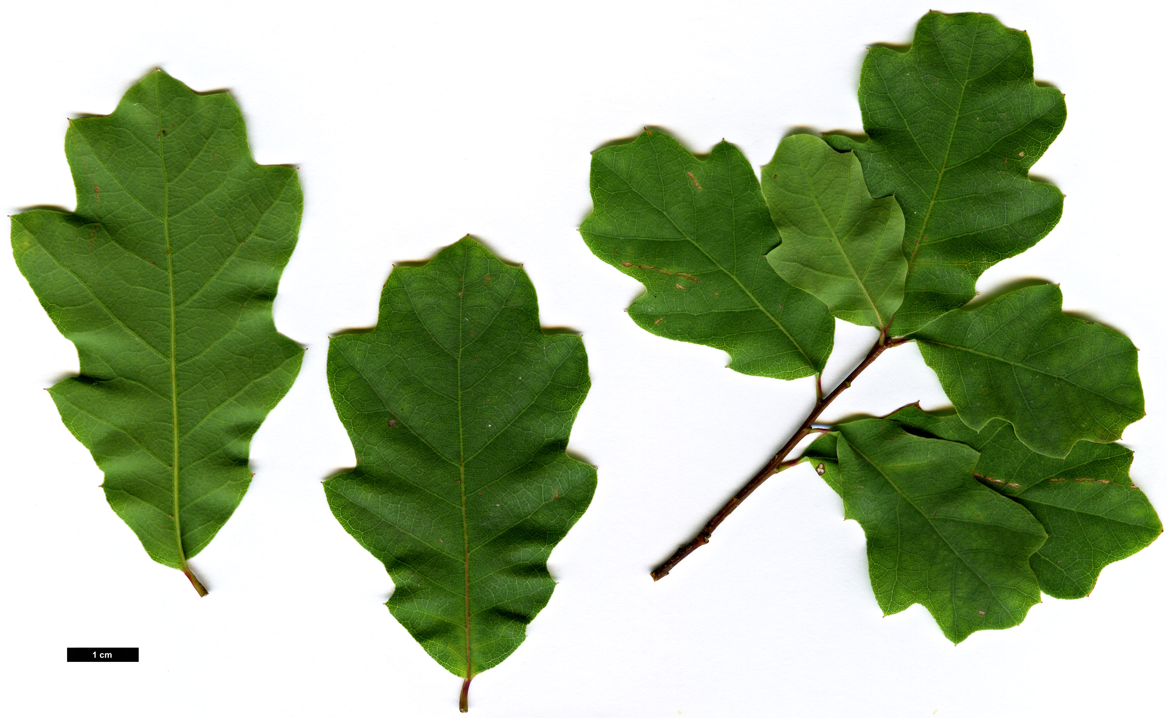 High resolution image: Family: Fagaceae - Genus: Quercus - Taxon: laceyi 